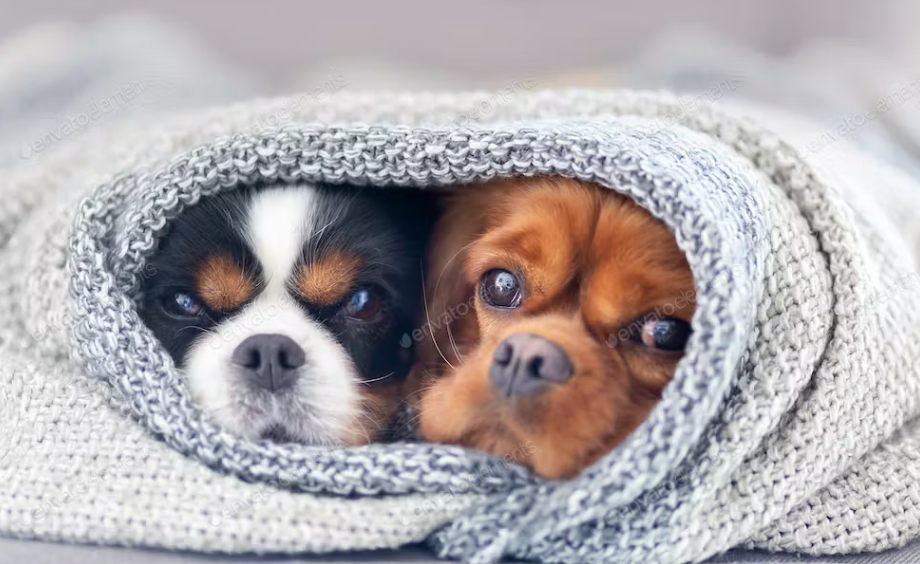 Three Tails - Durban dog food supplier