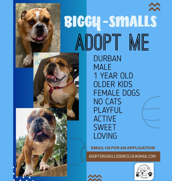 Dog Adoption