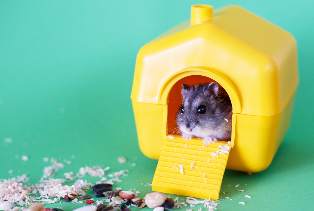 Hamster Food at Creatures and Critters