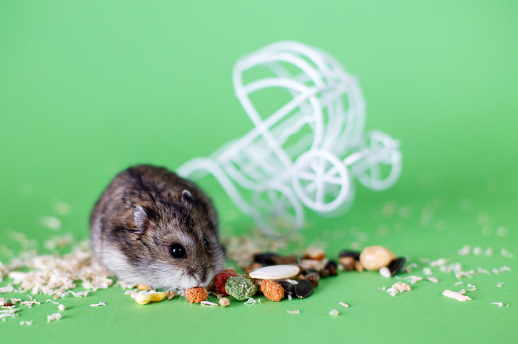 Hamster Food in Hillcrest