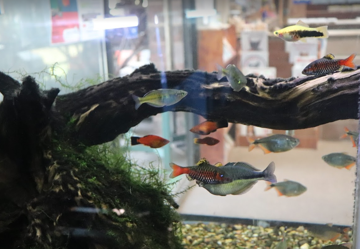Fish Tanks for Sale