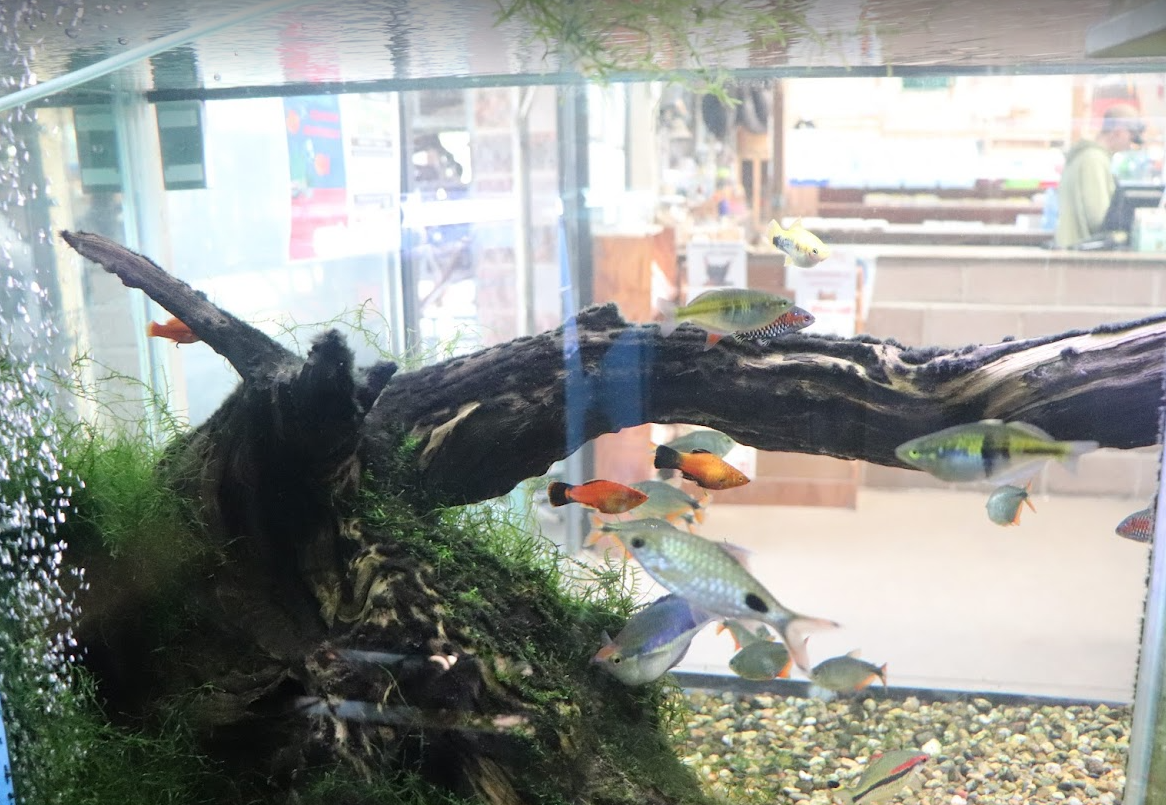 Fish Tanks for Sale @ Creatures and Critters