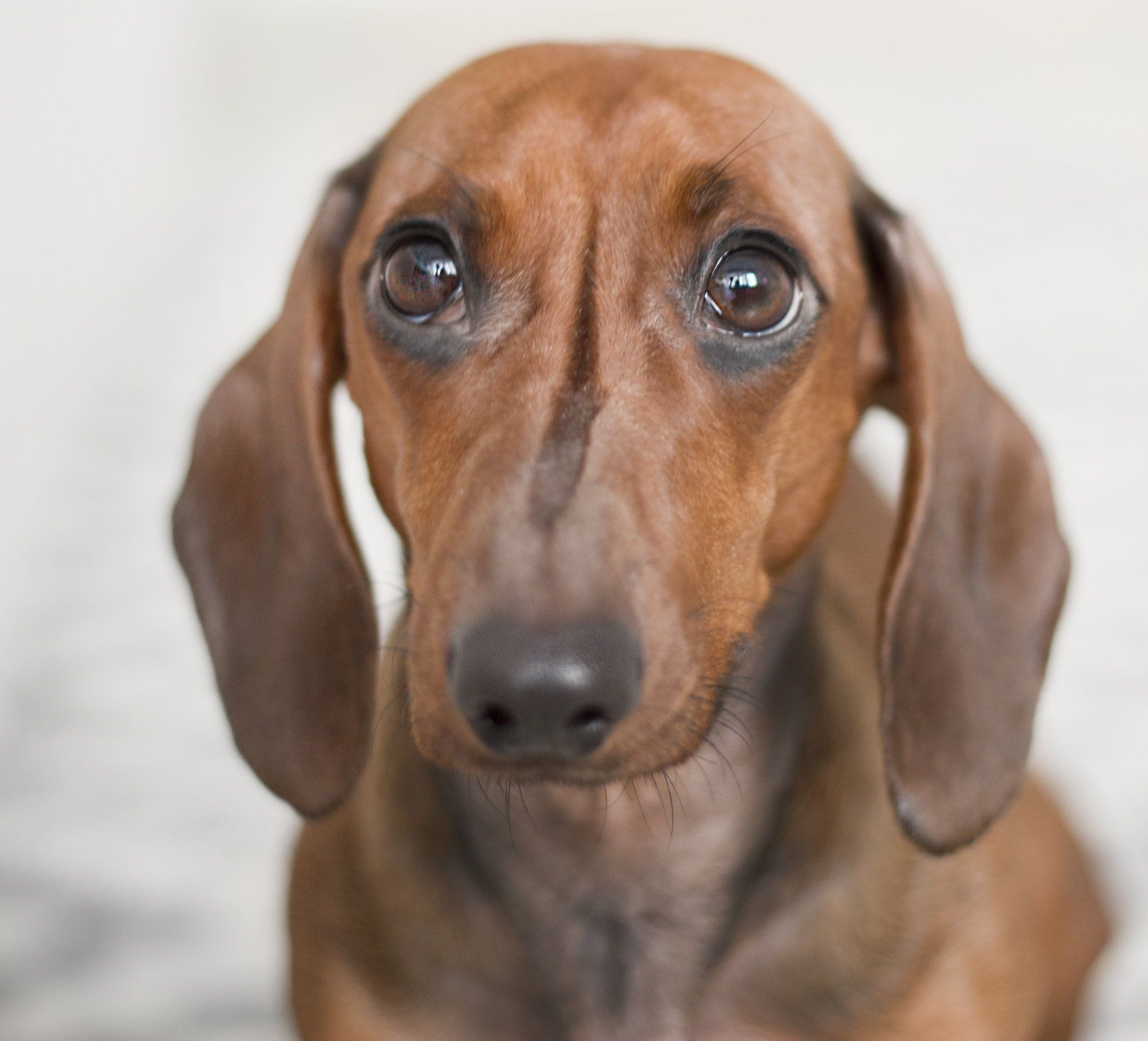 Dog Food - Three Tails - Durban Dog Food Supplier 076 314 9694