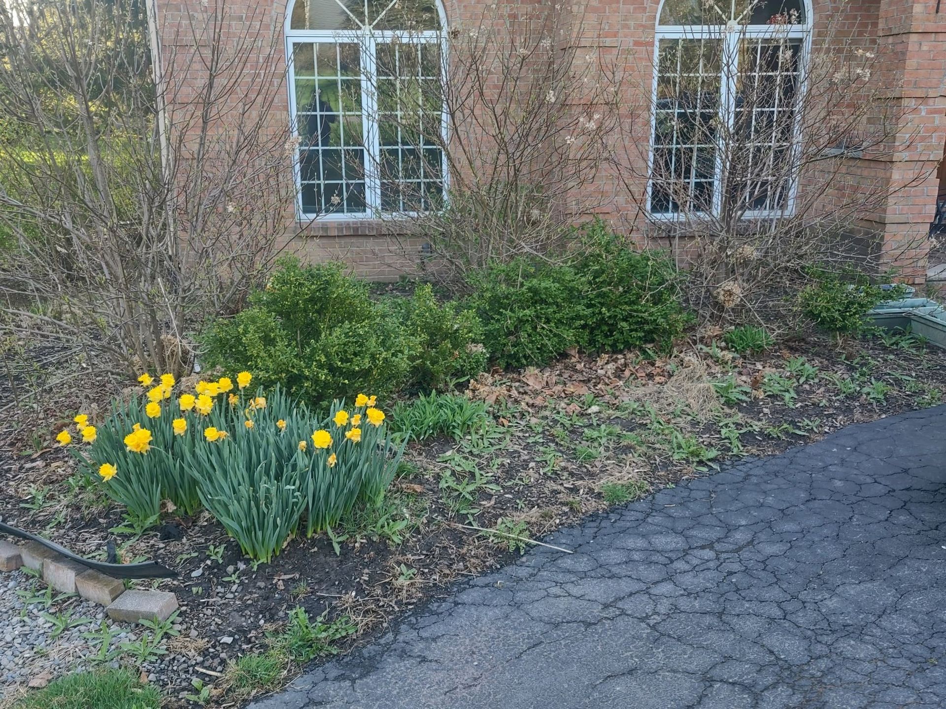 Yellow flowers and shrubs beside a brick building with windows and a cracked walkway