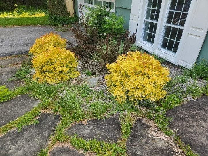 Yellow shrubs by a stone walkway beside a house entrance