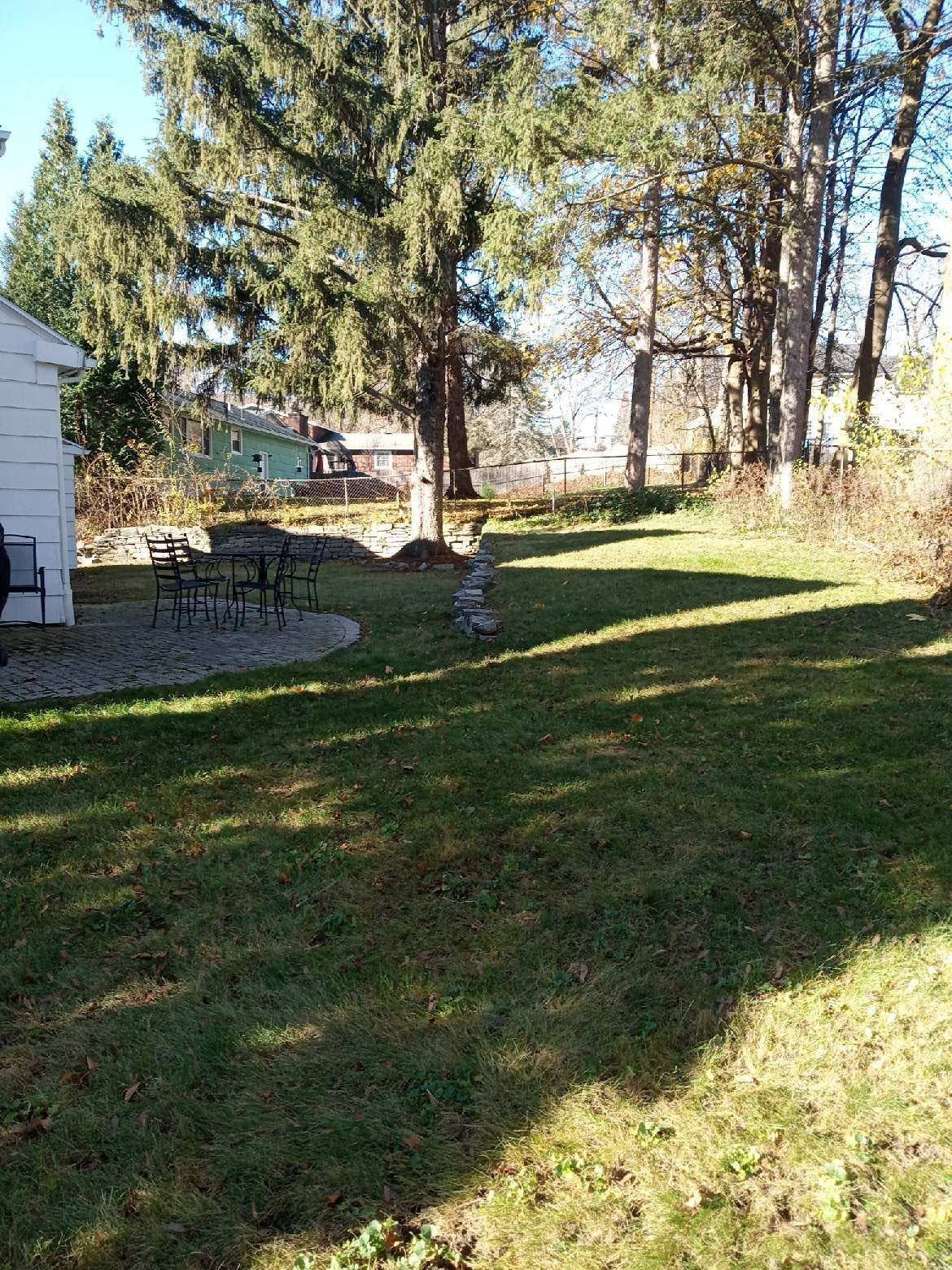 Backyard lawn with tall trees, a small dog near a tree, and a house edge on the left in sunlight.