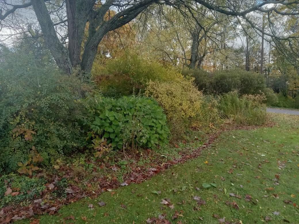 Autumn shrubs and a large tree beside a grassy path in a park-like landscape