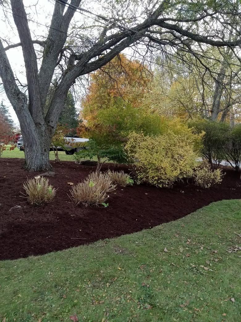 Landscaped garden with large tree, shrubs, and dark mulch beside a grassy lawn.
