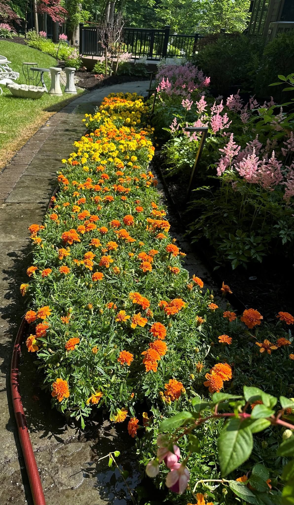 Curving garden path lined with orange, yellow, and pink flowers in bright sunlight