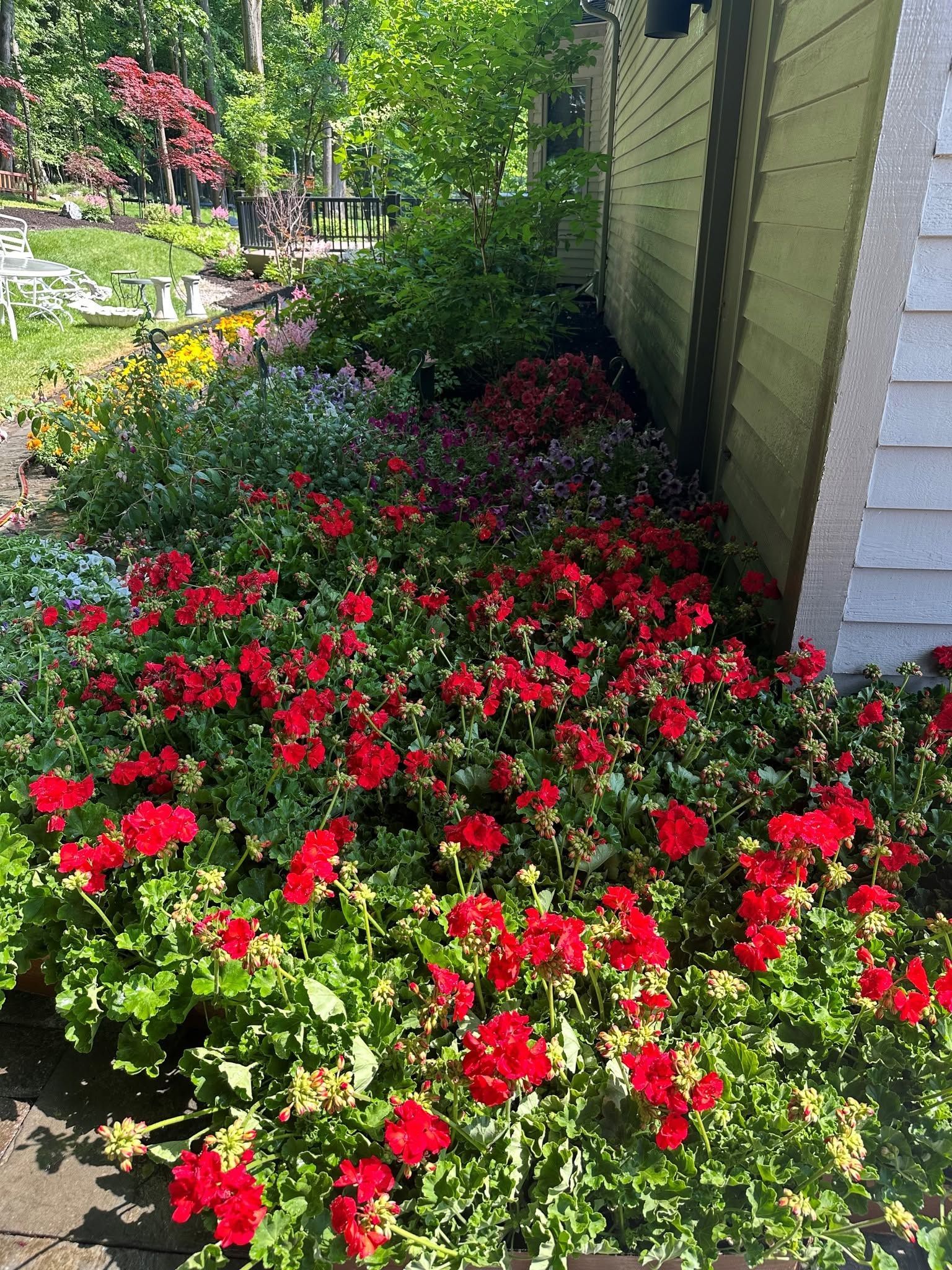 Red flowers blooming in a garden bed beside a house wall and walkway.