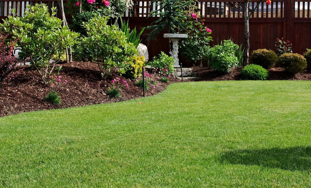 Well-kept backyard with lush green lawn, flowering shrubs, and a wooden fence in the background