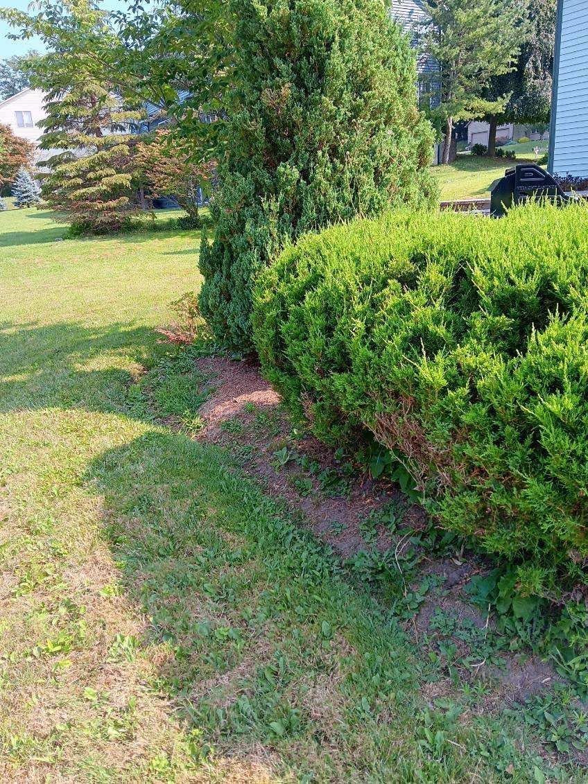 Grassy yard with evergreen shrubs and a tree casting shadows near a house