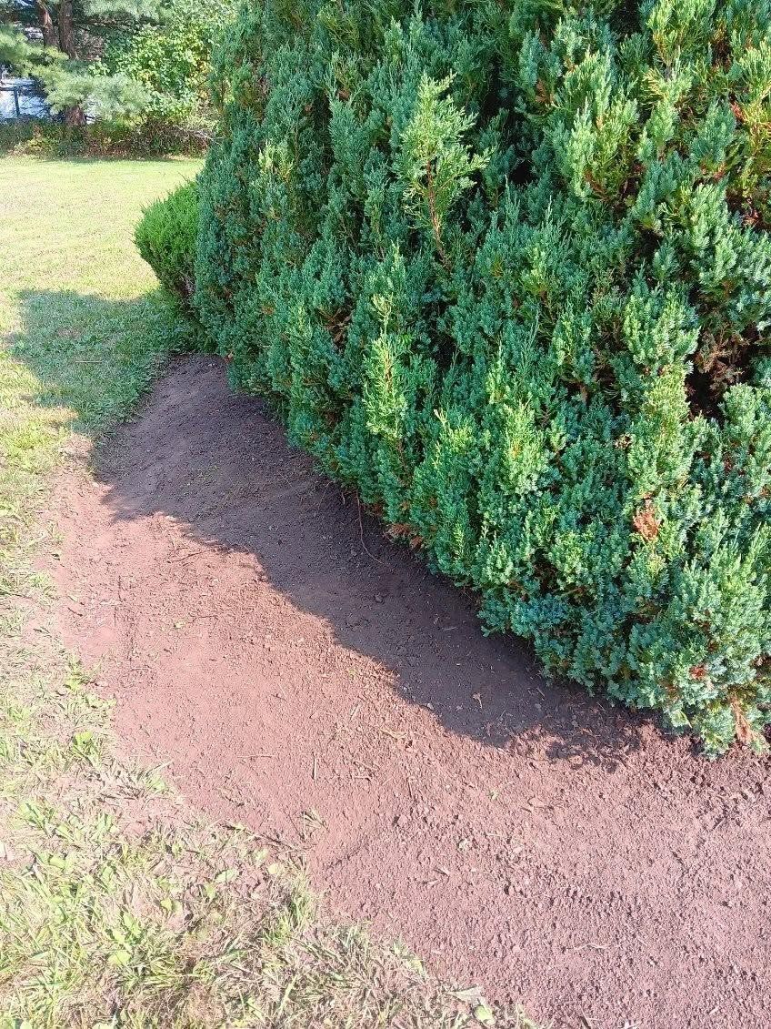 Mulched garden bed along a green hedge bordering a grassy lawn