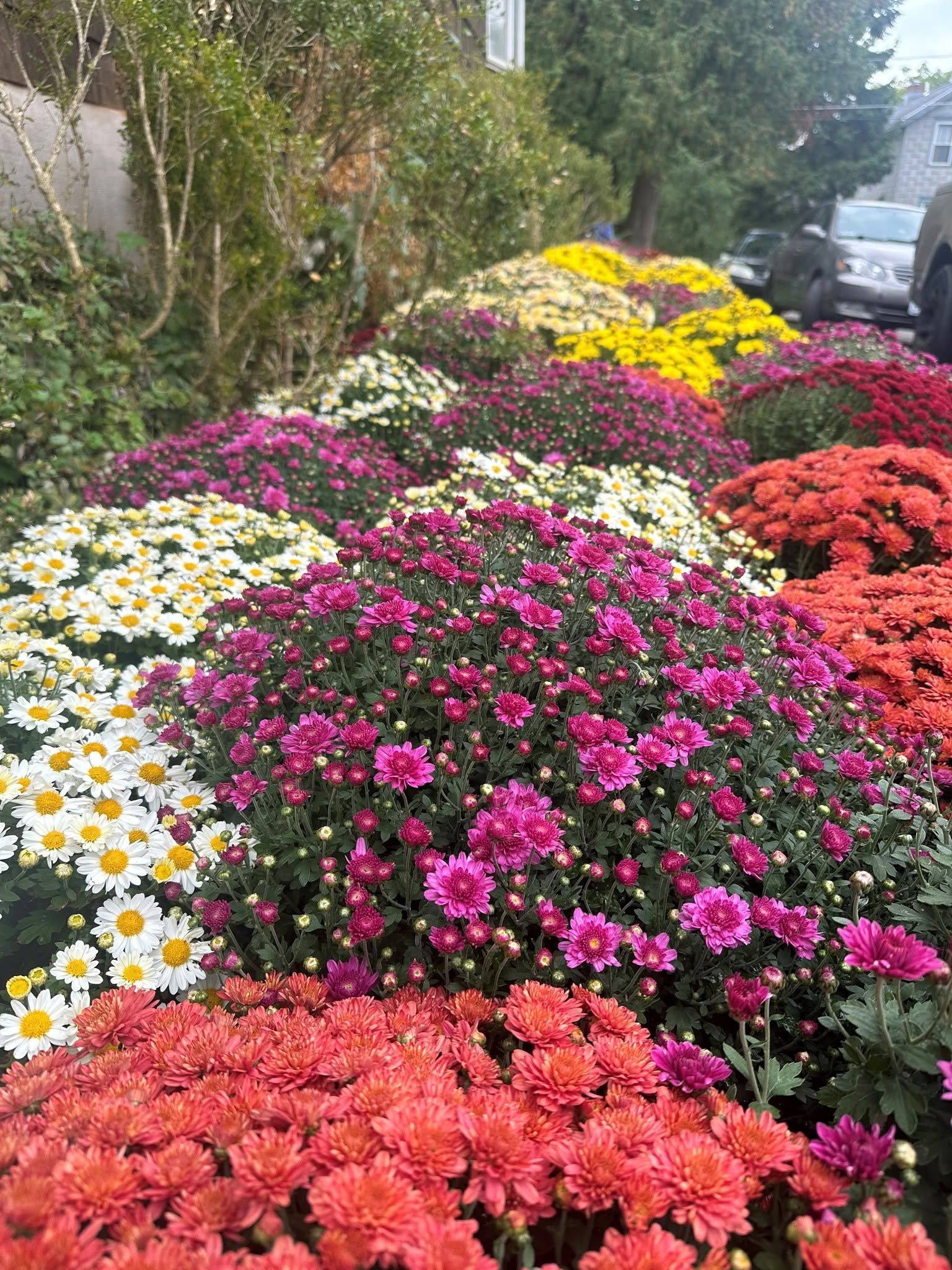 Colorful flower bed with pink, orange, white, and yellow blooms along a roadside