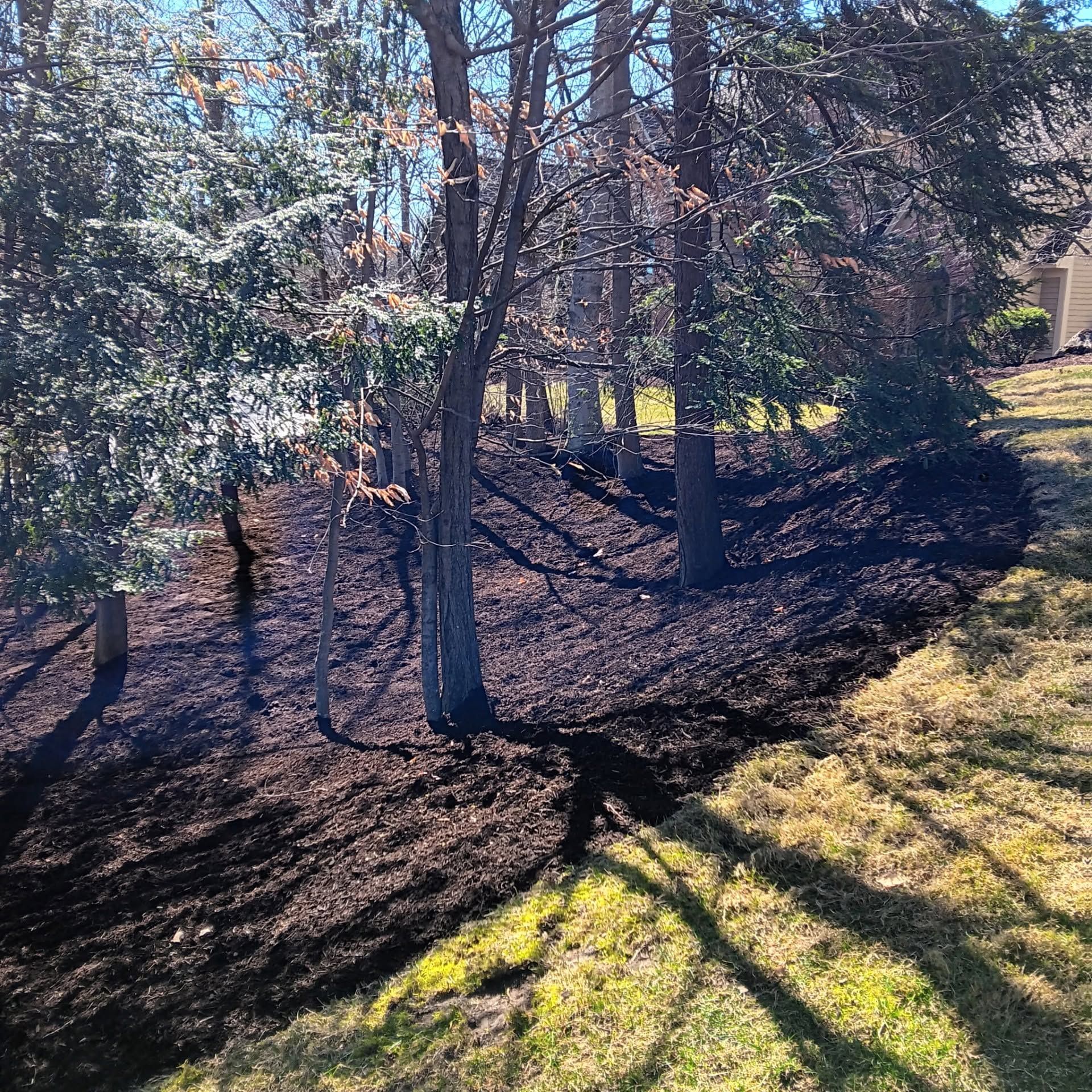 Sunlit wooded yard with tall trees casting long shadows over leaf-covered ground and grass