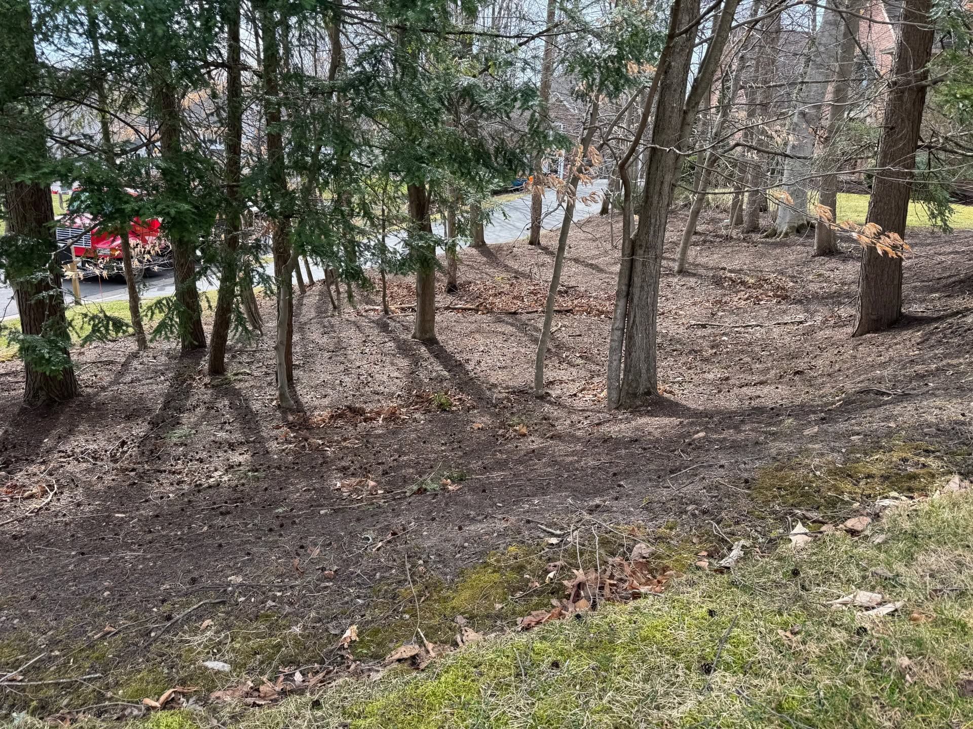 Wooded yard with bare trees, muddy ground, and a red car partly visible in the background