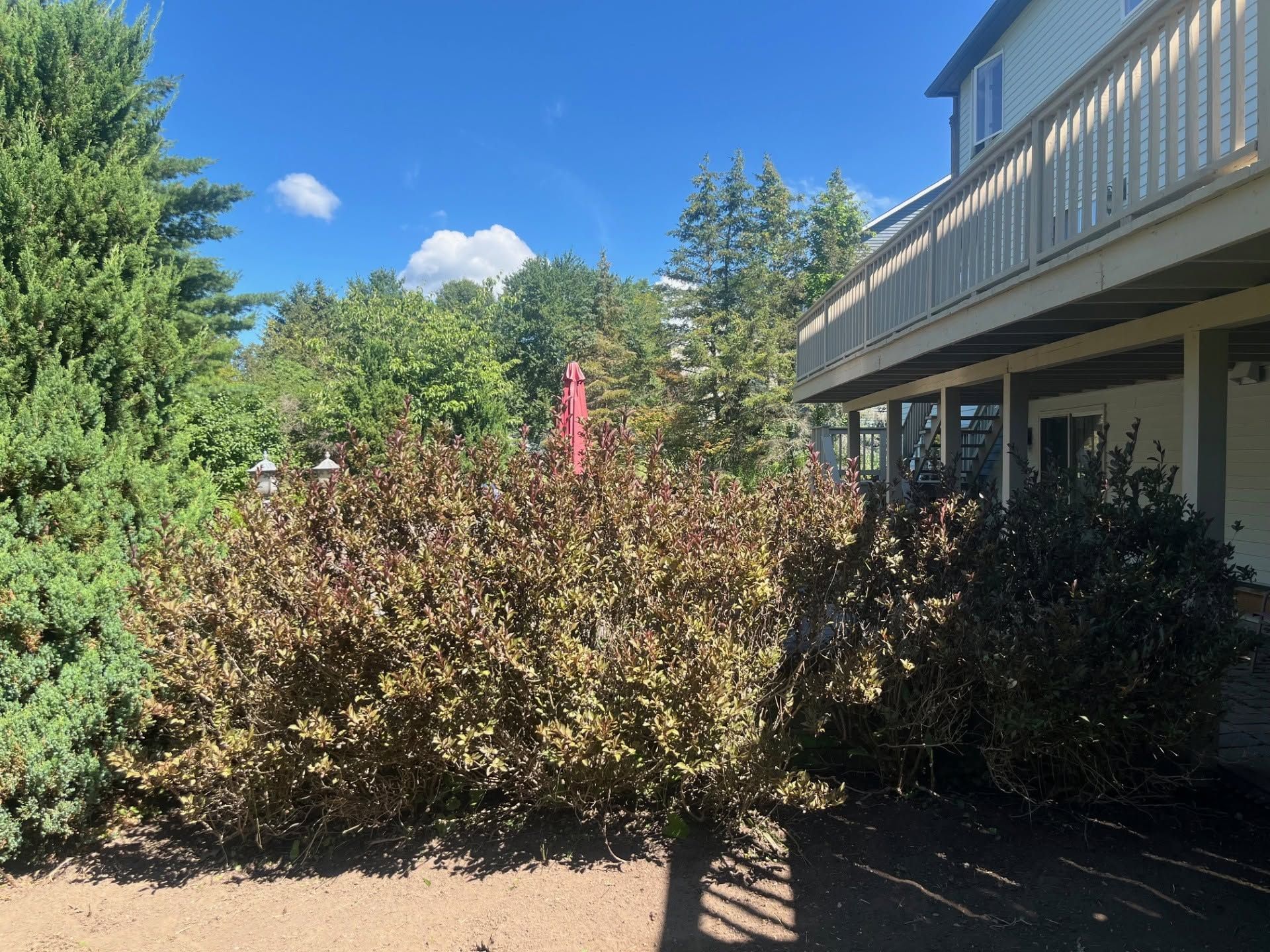 Backyard patio with shrubs, trees, and a house deck under a bright blue sky