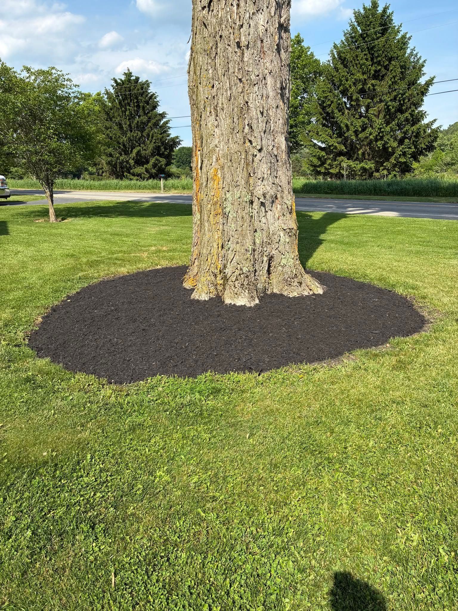 Tree trunk in a grassy park with a dark mulch ring around its base.