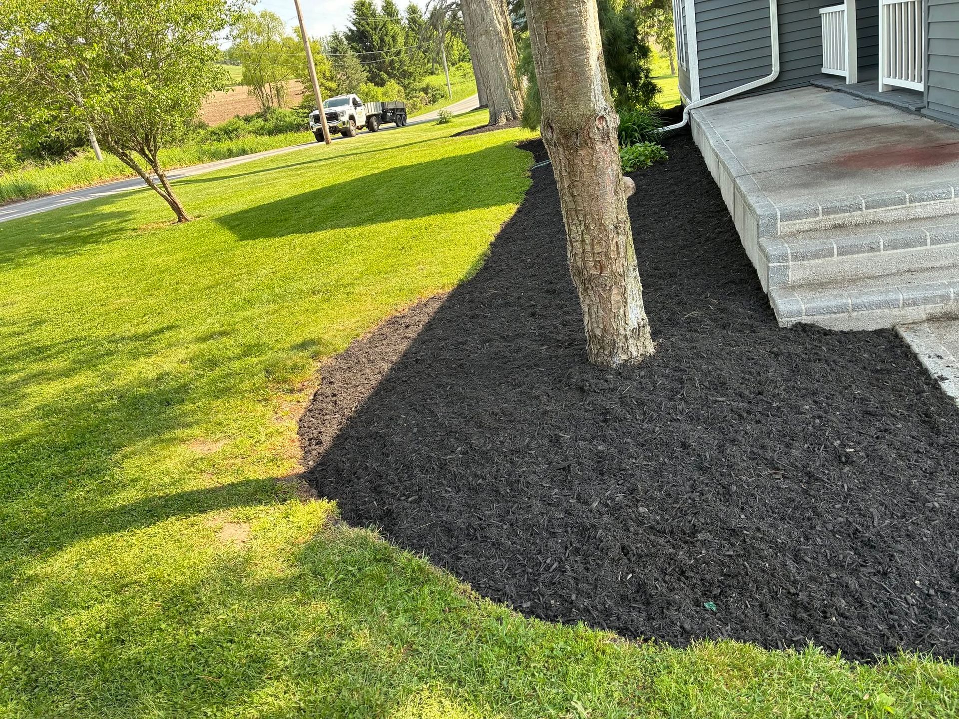 Tree beside house with fresh black mulch around its base on a green lawn