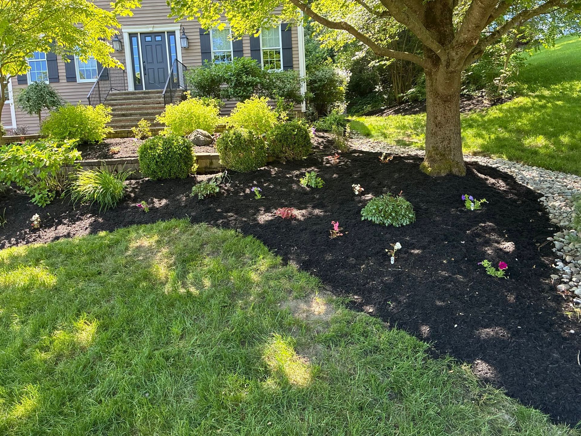 Front yard garden with black mulch, green shrubs, and a large tree by a house in sunlight