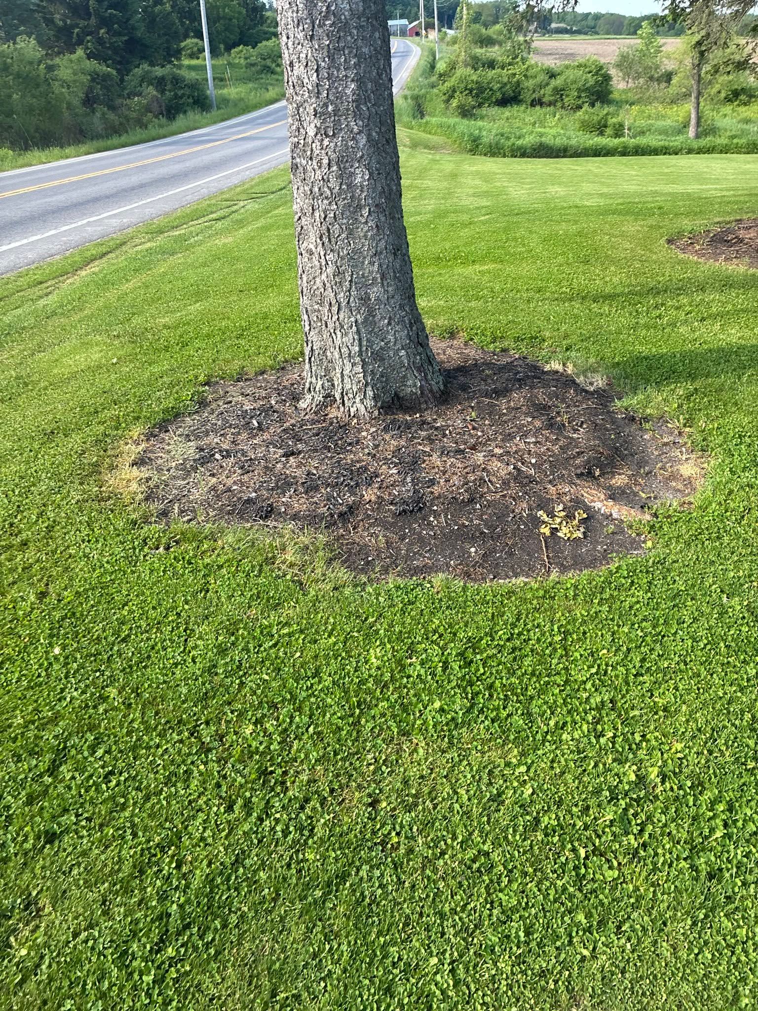 Tree trunk in a grassy yard beside a road, with mulch around the base.