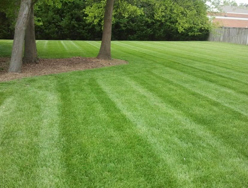 Well-manicured green lawn with striped mowing patterns and trees along the left side