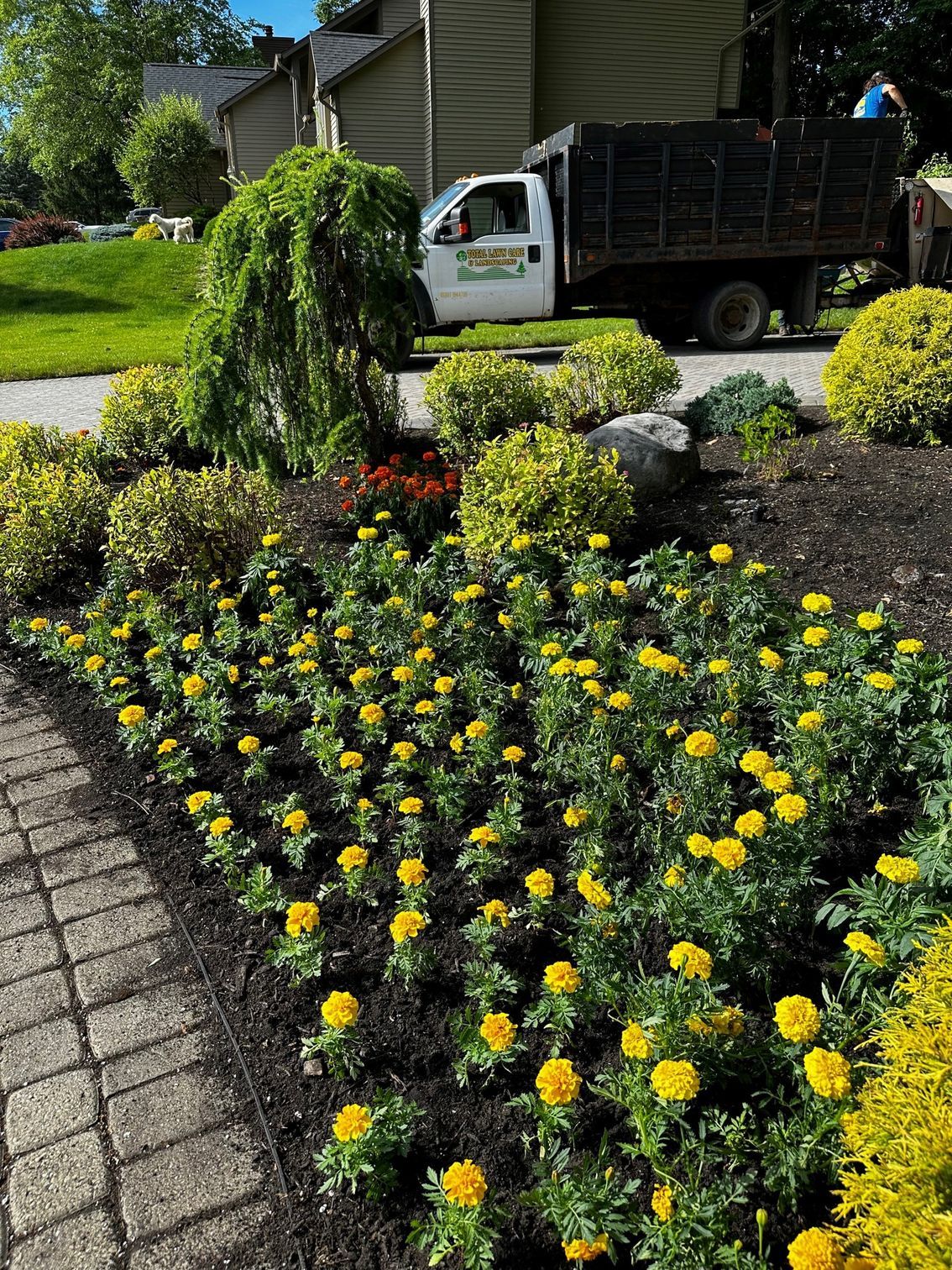 Flower bed with yellow marigolds, landscaping truck in the background, residential setting.