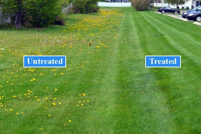 Comparison of treated and untreated lawns. Untreated side has dandelions, treated side is weed-free.