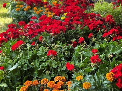 Red geraniums and orange marigolds in a flower bed.