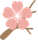 Pink cherry blossom on a brown branch
