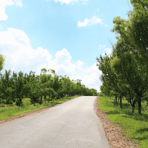 Quiet paved road curving through a green orchard under a blue sky with clouds