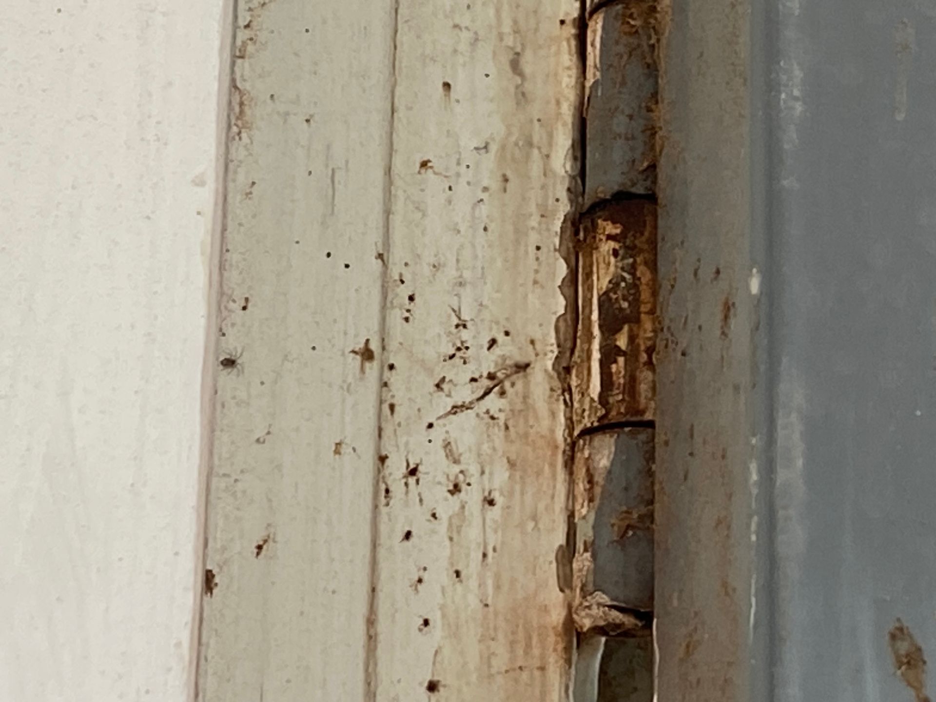 Rusty metal door hinge attached to a painted white and gray door.