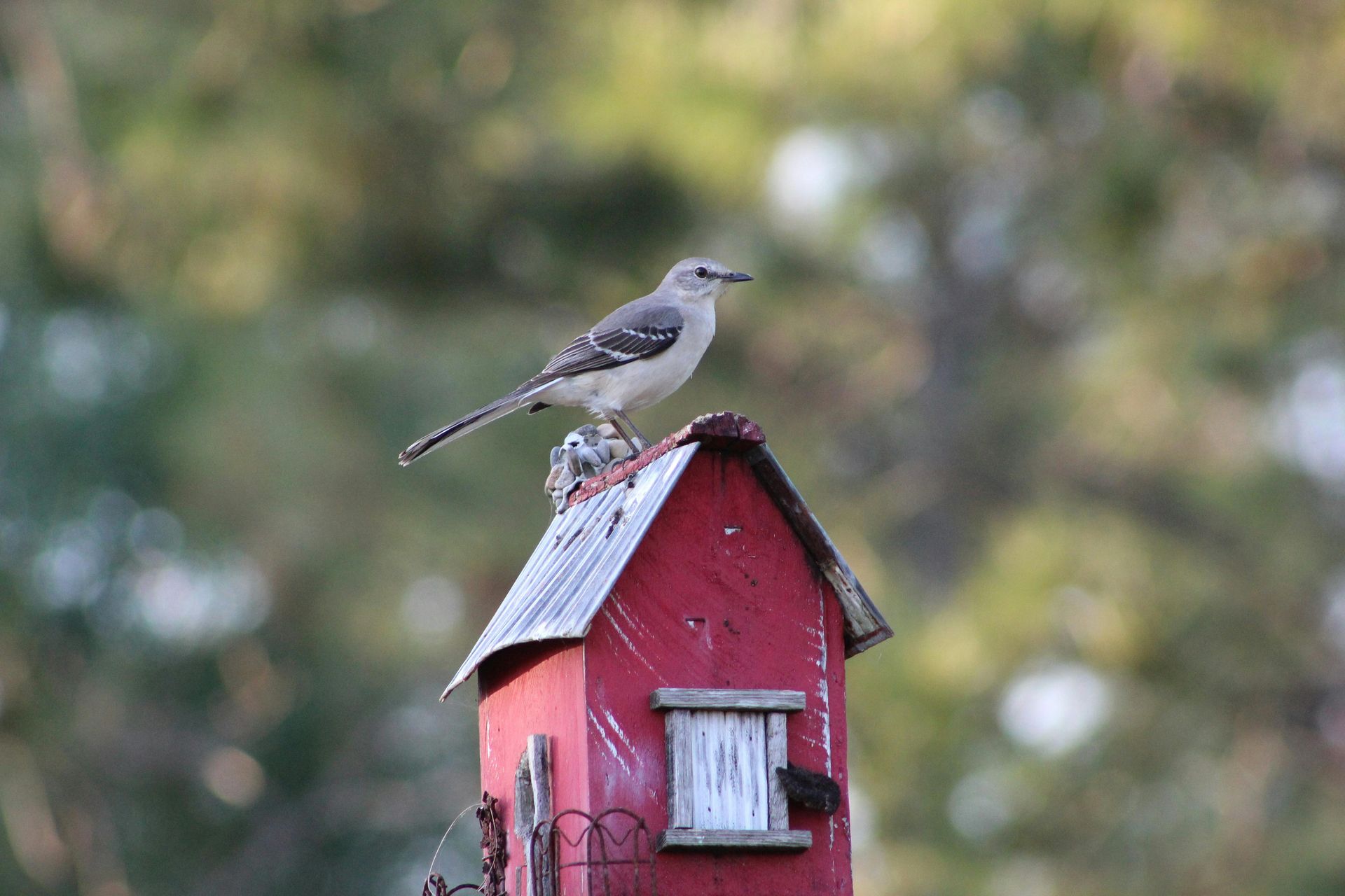 Mockingbird perched on a red birdhouse with a gray roof; blurred green trees in background.
