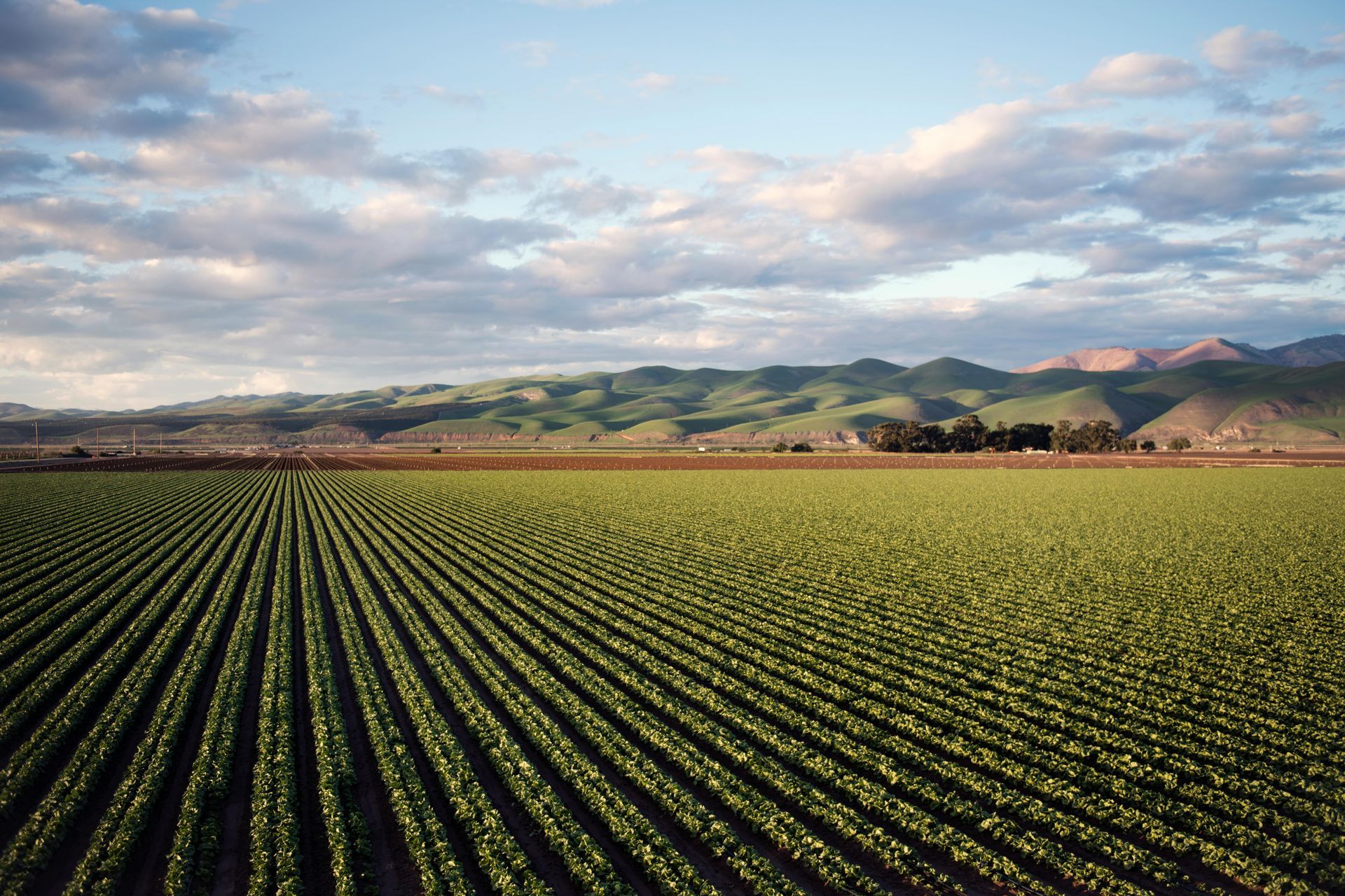 Rows of green crops stretch to distant mountains under a cloudy sky.
