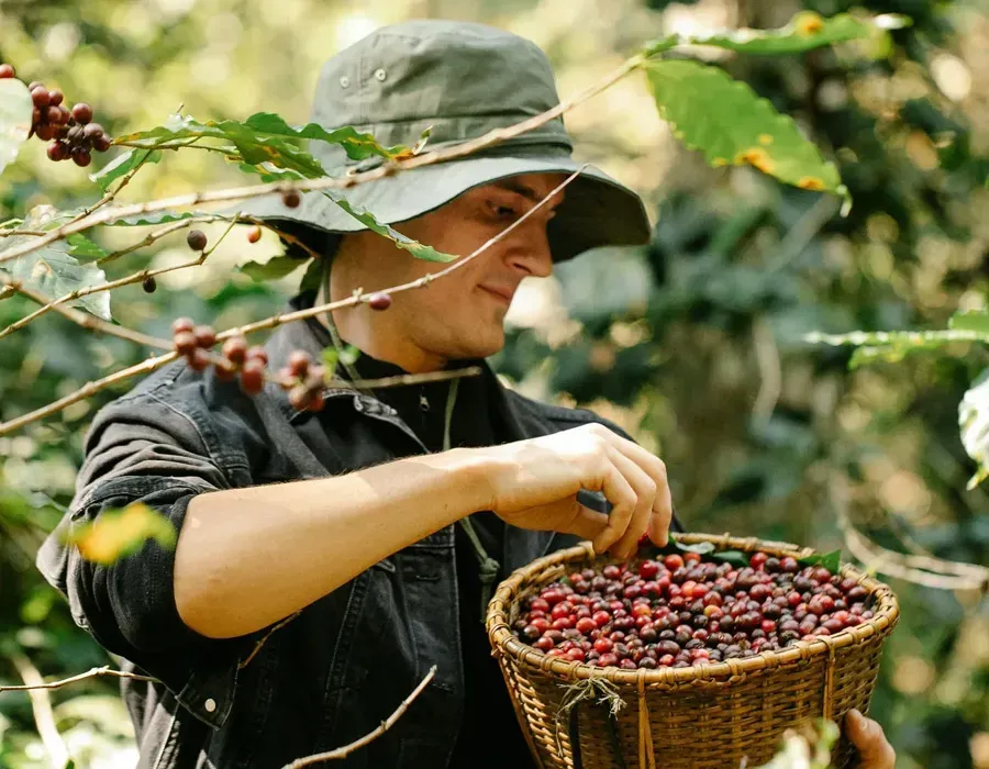 Person harvesting ripe coffee cherries into a woven basket on a farm.