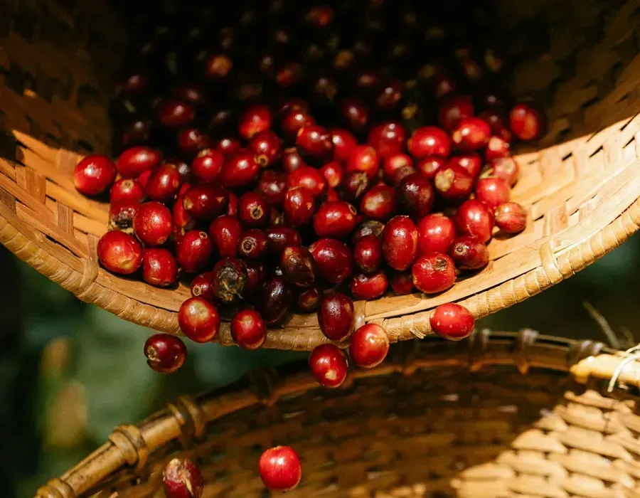 Red coffee cherries spilling from woven baskets on a rustic surface.