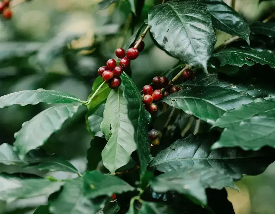 Glossy green coffee leaves with clusters of ripe red berries on a branch