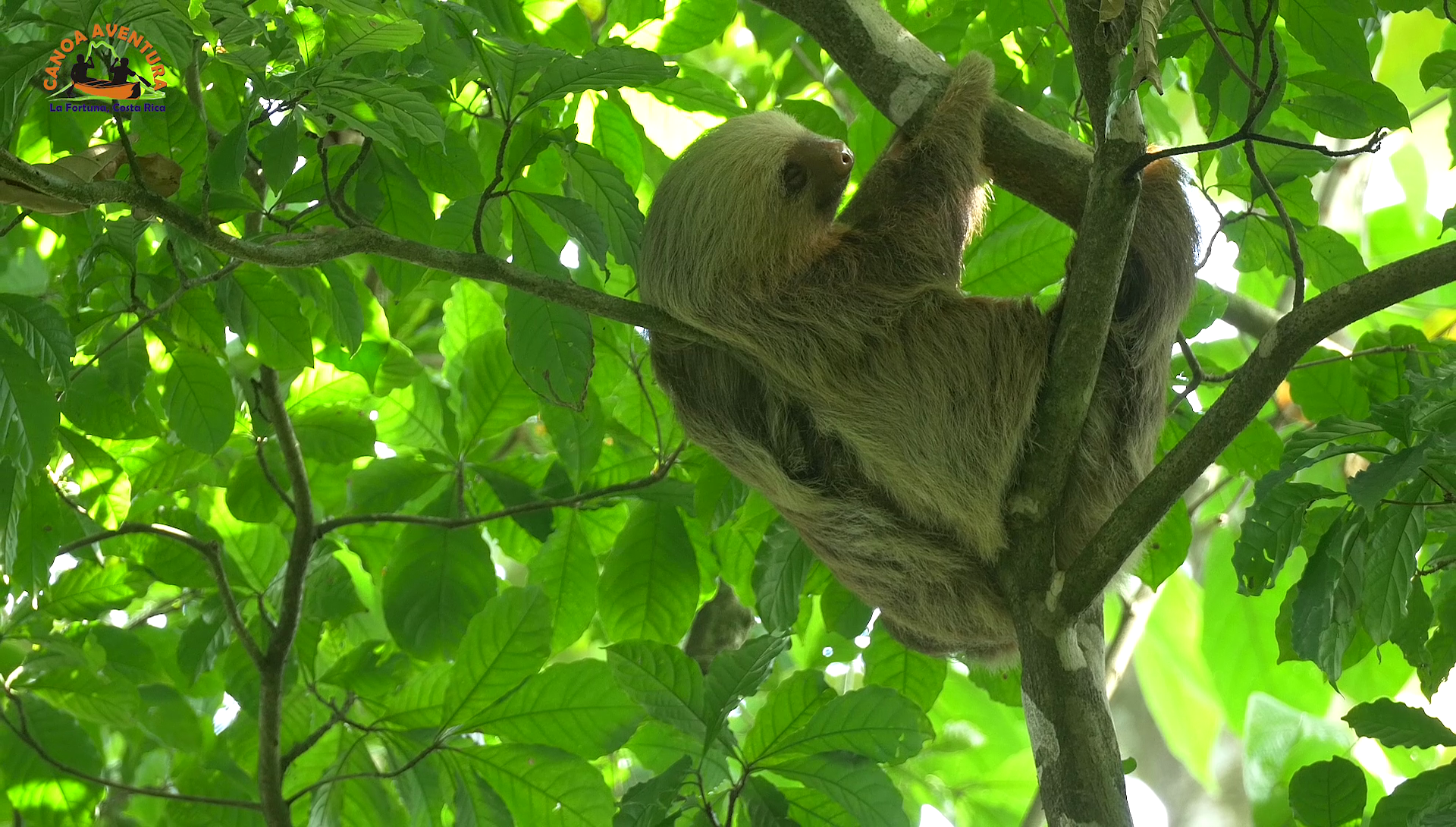 a baby sloth is hanging from a tree branch .