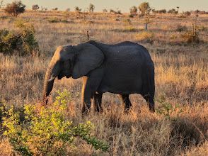 An elephant is walking through a dry grass field.