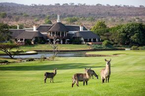 A group of deer standing on top of a lush green field in front of a large house.