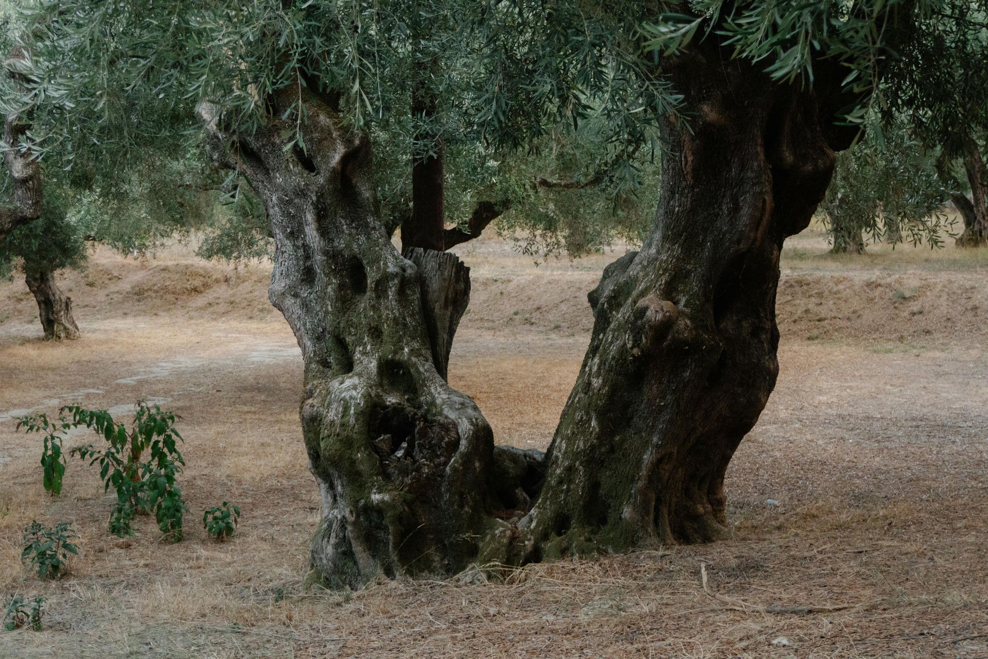 Oleificio Coralluzzo