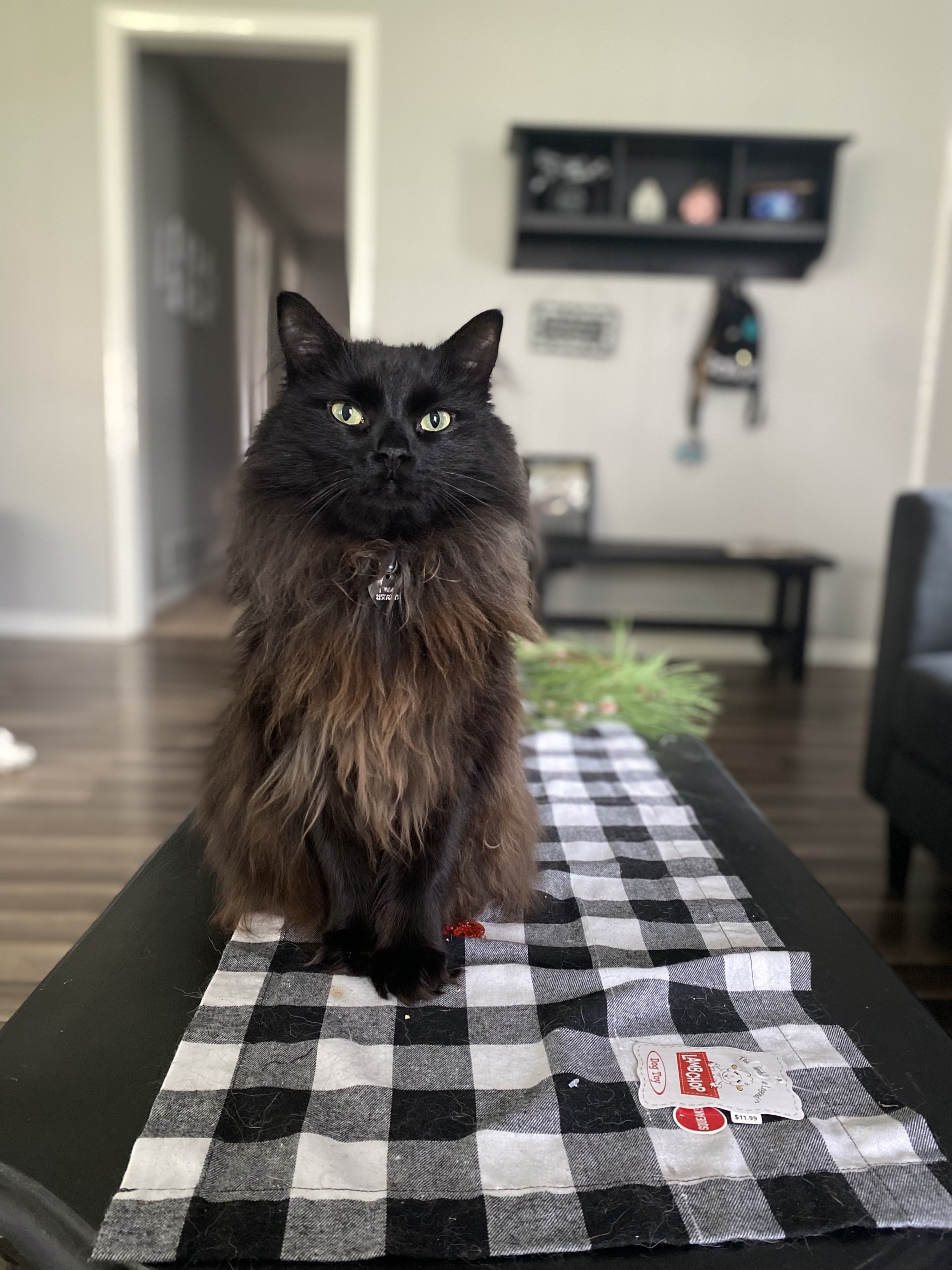 How to Find the Right Veterinarian for Your Pet Animal Family