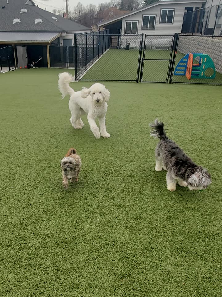 Dog Daycare Animal Family Veterinary Care Center