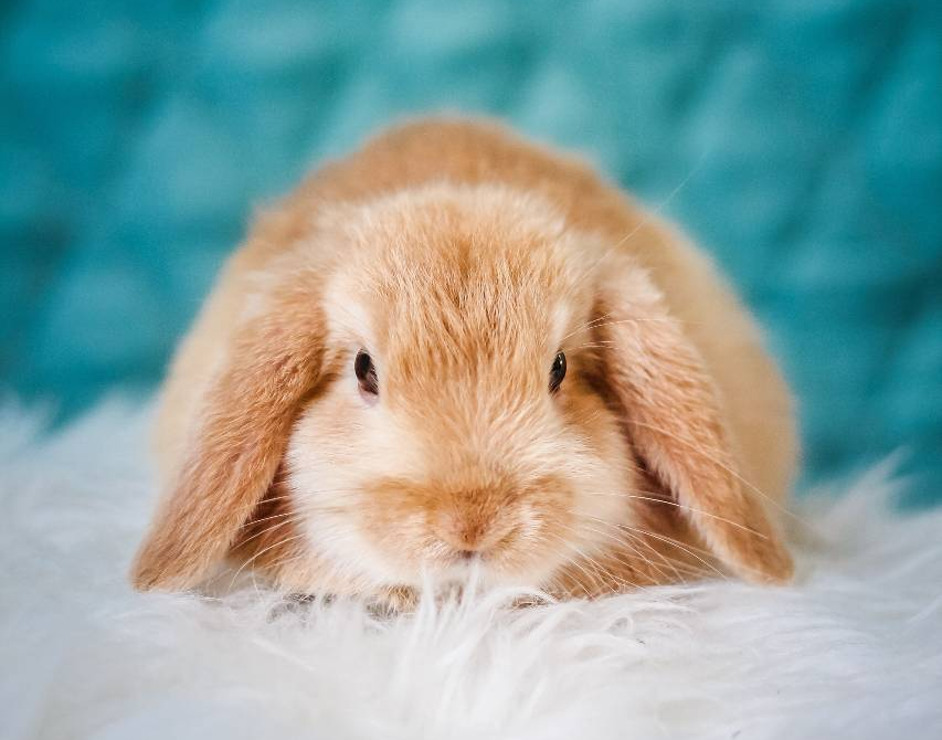 Vet for Rabbit - Bunny Vet | Animal Family Veterinary Care Center