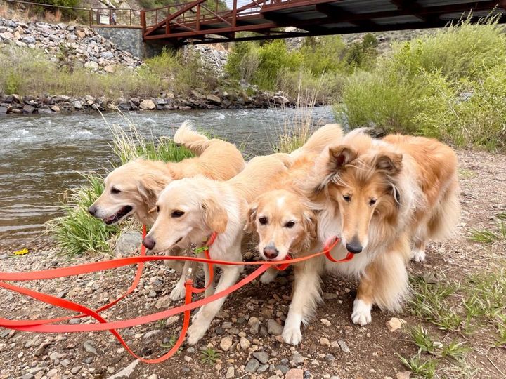 Denver Dog Walkers & Hikers