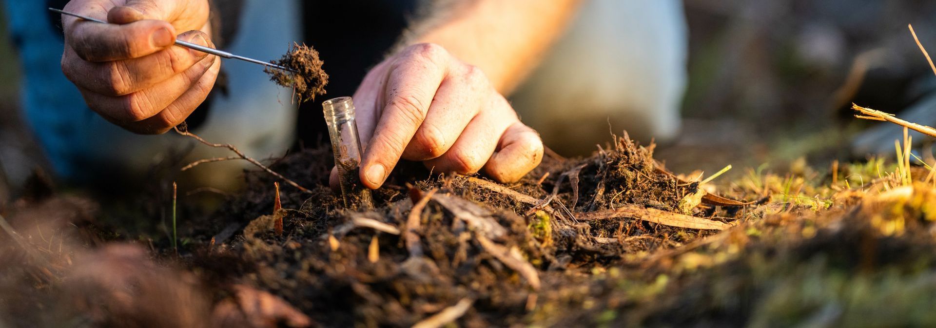 Des mains plantent un jeune plant dans de la terre sombre, à l'extérieur, avec la lumière du soleil et un arrière-plan flou.