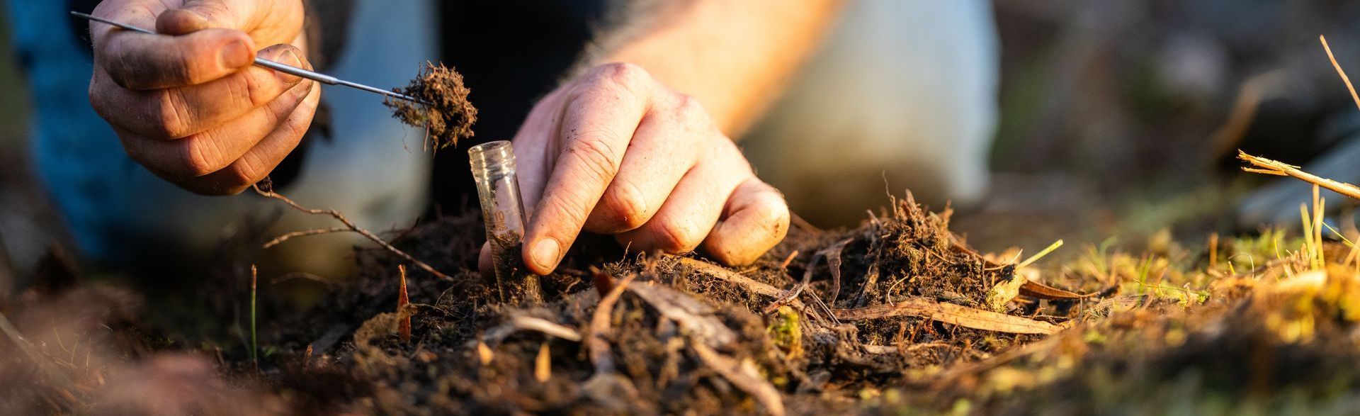 Les mains d'une personne plantent un petit plant dans la terre.