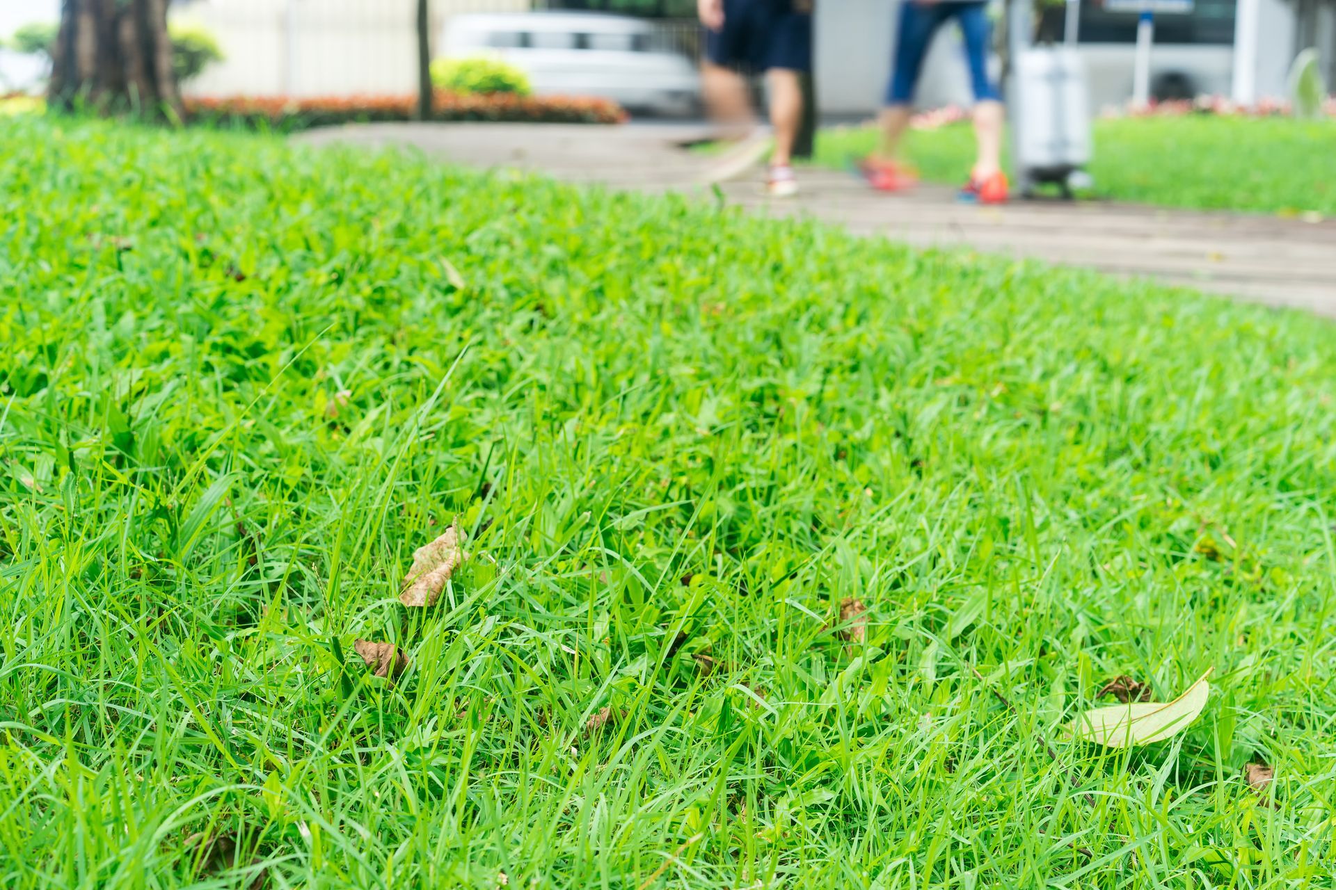 Bright green grass beside a sidewalk with a blurred person in the background