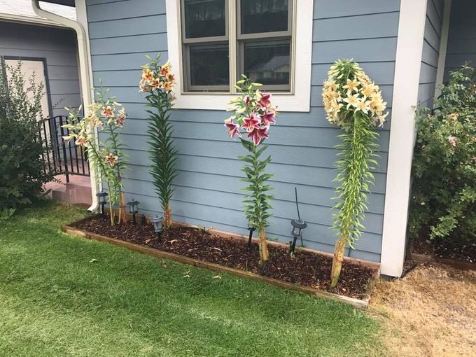 Four tall lilies with colorful blooms, planted in a mulch bed, against a light blue house.