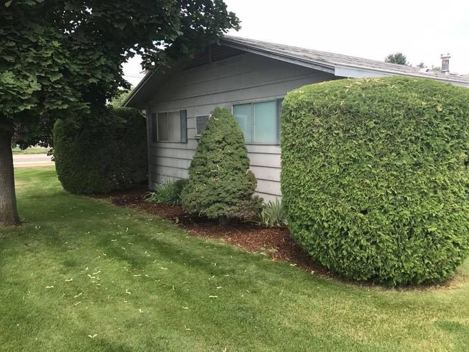 Green, well-trimmed bushes flank a light-gray building with windows. Dark mulch borders the bushes on a grassy lawn.